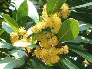 Rimedio Alloro - immagine 2